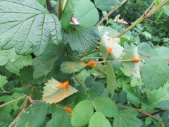 Phragmidium mucronatum