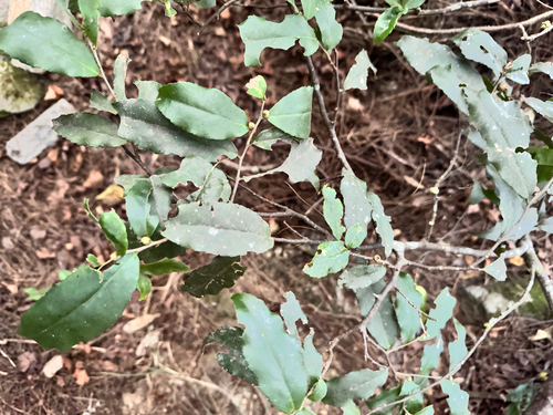Symplocos lancifolia observed 2026-10-18