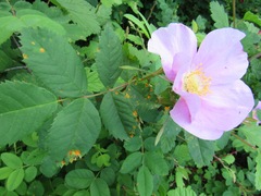 Phragmidium mucronatum