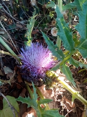Cynara tournefortii