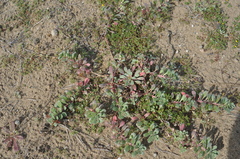 Camissoniopsis cheiranthifolia cheiranthifolia