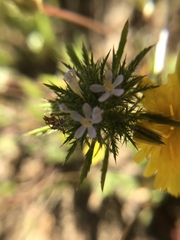 Navarretia tagetina