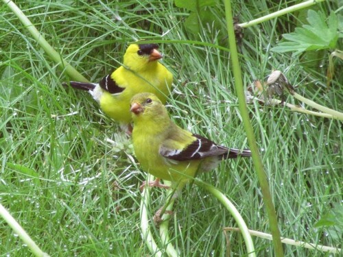 American Goldfinch observed by anglocan1