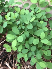 Spiraea × vanhouttei