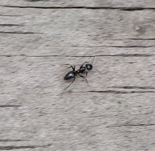 Paratrechina bourbonica observed 2026-10-17