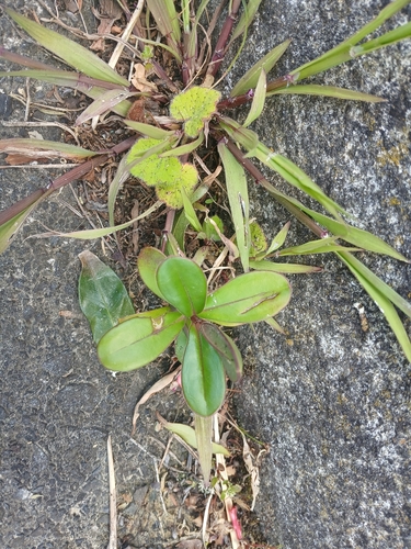 Veronica speciosa observed 2026-10-18
