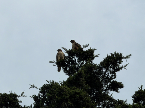 Red-tailed Hawk observed by g1eb