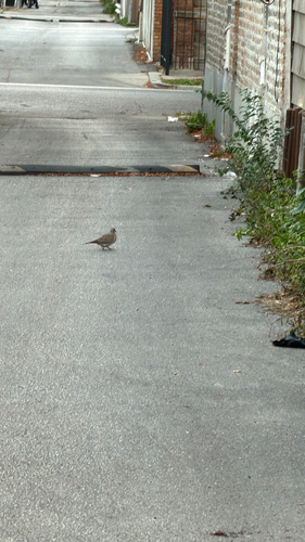 Mourning Dove observed by htimsl