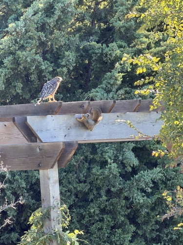 Red-shouldered Hawk observed by klcarlton65