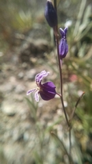 Streptanthus glandulosus glandulosus