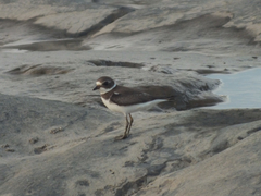 Charadrius semipalmatus
