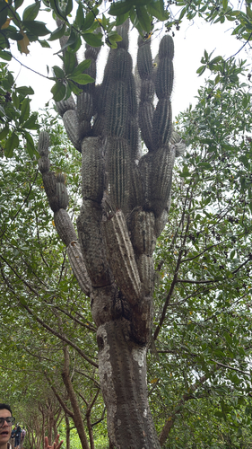 Jasminocereus thouarsii observed 2026-10-17