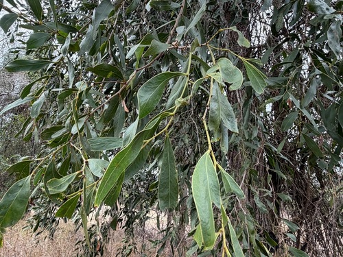 Acacia fasciculifera, 2026-10-17