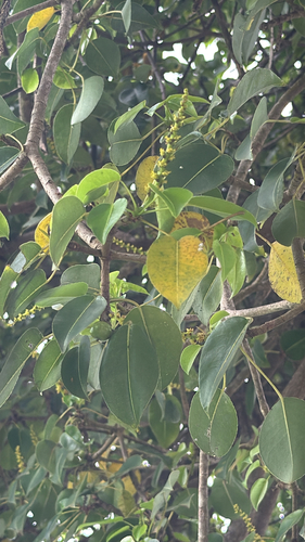 Hippomane mancinella observed 2026-10-17