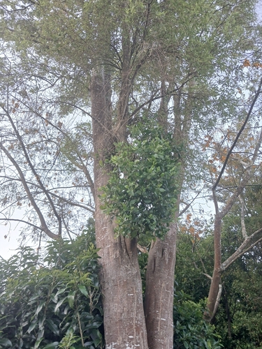Ileostylus micranthus observed 2026-10-17
