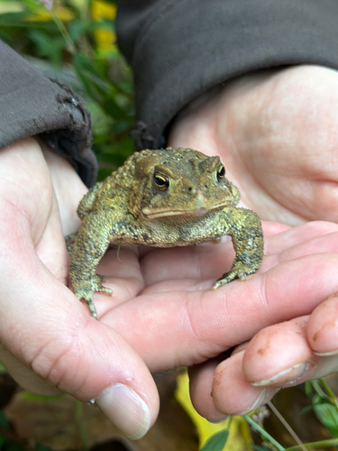American Toad observed by juliam2014