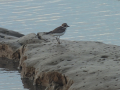 Charadrius semipalmatus