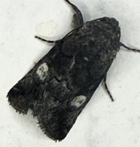 Copanarta aurea