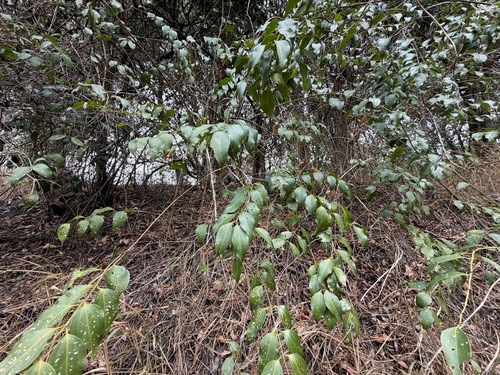 Jasminum simplicifolium observed 2026-10-17