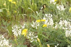 Sophora nuttalliana