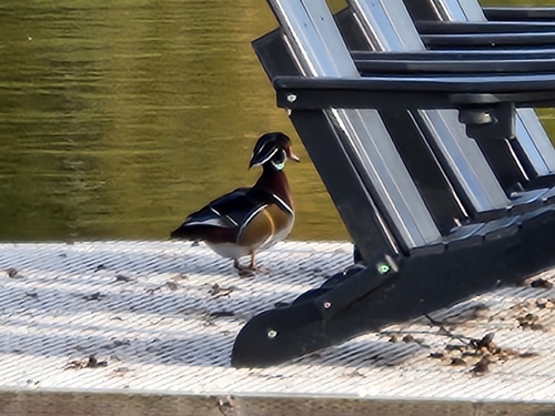 Wood Duck observed by cmjstealth