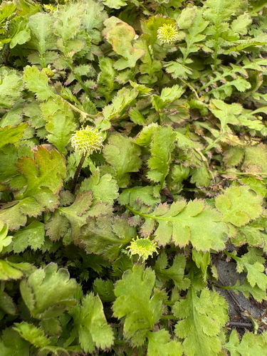 Leptinella squalida observed 2026-10-18