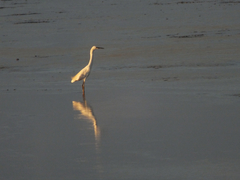 Egretta thula