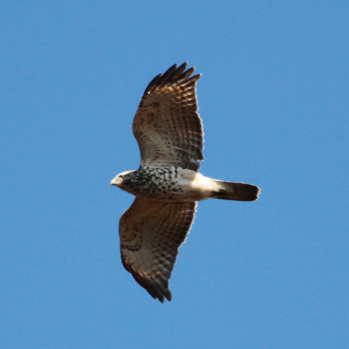 Broad-winged Hawk observed by hunterdcm