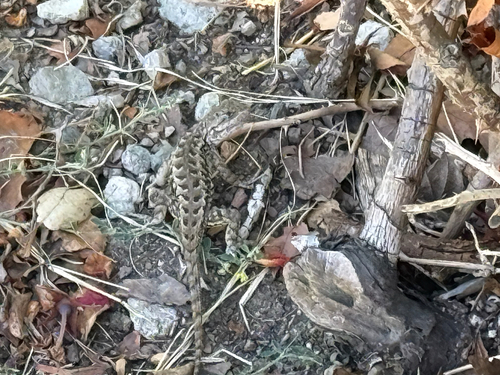 Western Fence Lizard observed by hurricane_hill