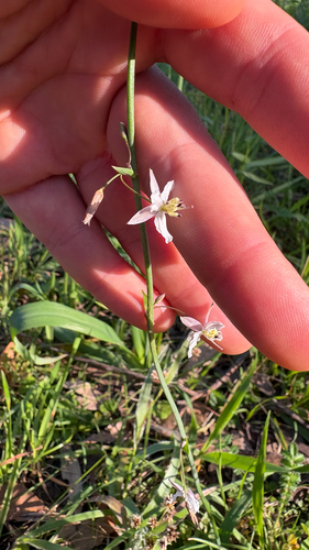 Arthropodium milleflorum observed 2026-10-11