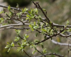 Salix appendiculata
