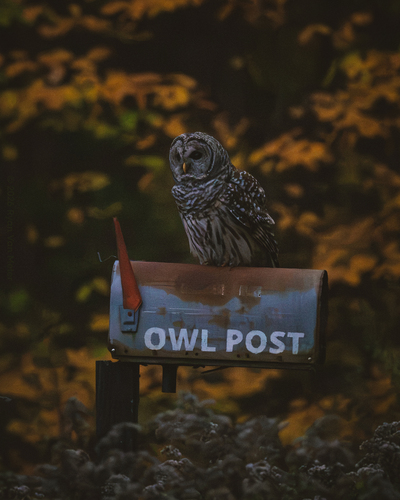 Barred Owl observed by ryanvanmeter