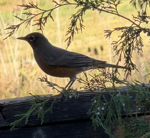 American Robin observed by realpdf