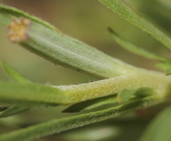 Oenothera lavandulifolia