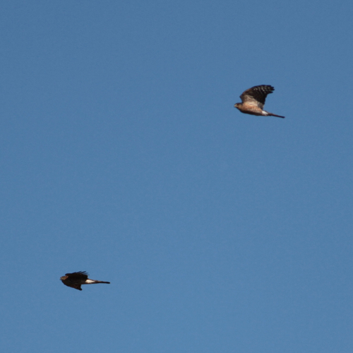 Sharp-shinned Hawk observed by hunterdcm