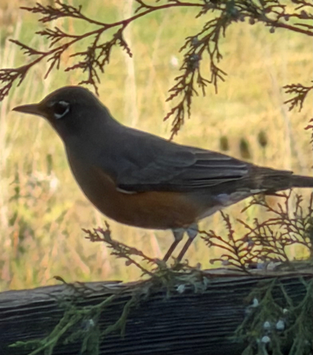 American Robin observed by realpdf