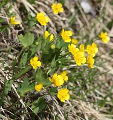 Ranunculus hybridus