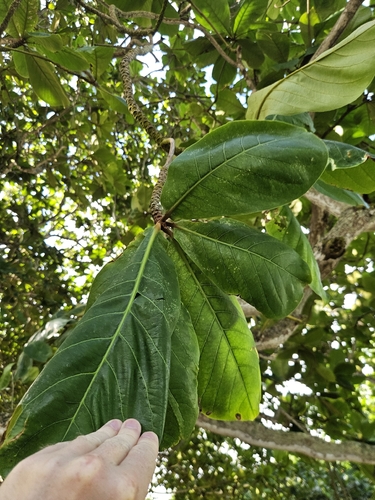 Terminalia catappa observed 2026-10-17