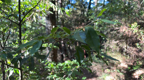 Symplocos lancifolia observed 2026-10-18
