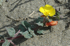 Camissoniopsis cheiranthifolia cheiranthifolia