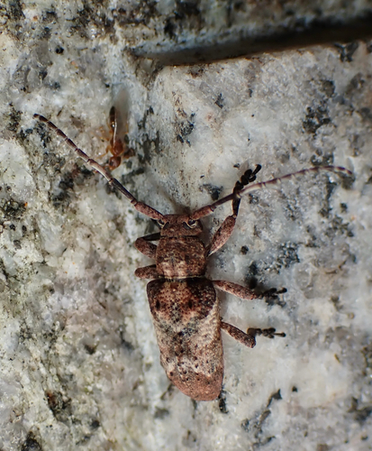 Pterolophia observed 2026-10-09