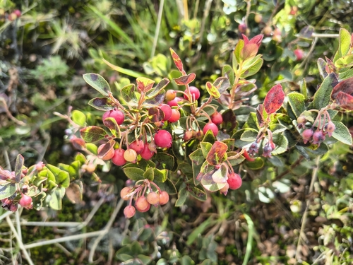 Vaccinium reticulatum observed 2026-10-13