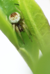 Araneinae