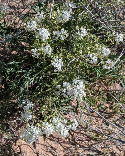 Mesa Pepperwort