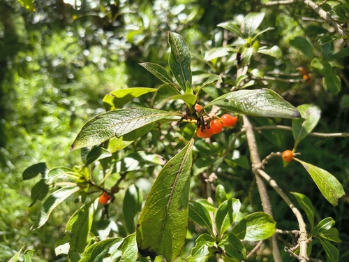 Coprosma rhynchocarpa observed 2026-10-13
