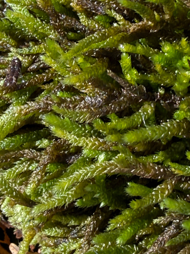 Bryoandersonia illecebra, 2026-10-17