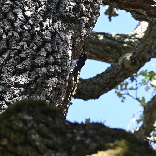 Acorn Woodpecker observed by ricardoscott
