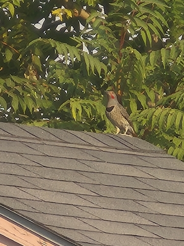 Northern Flicker observed by tekwani