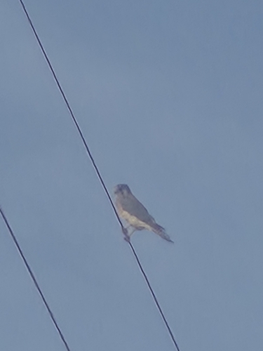 American Kestrel observed by tekwani