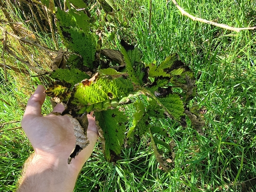Rubus hawaiensis observed 2026-10-13